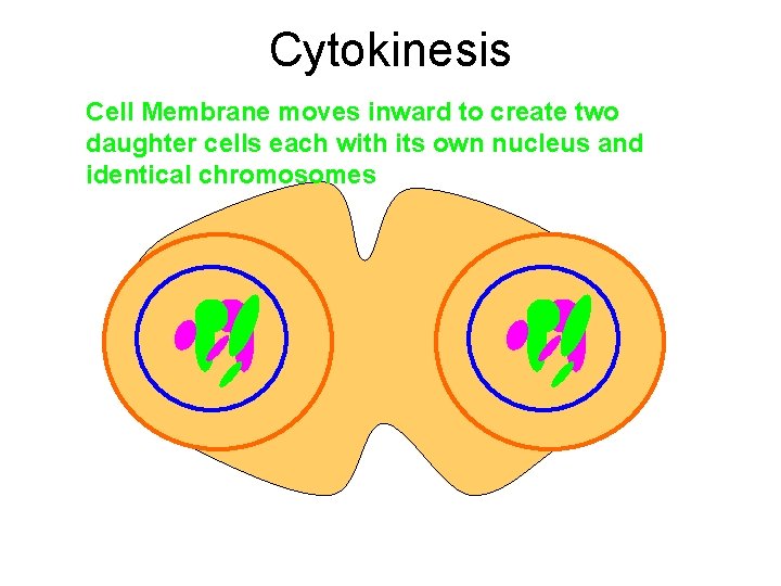 Cytokinesis Cell Membrane moves inward to create two daughter cells each with its own