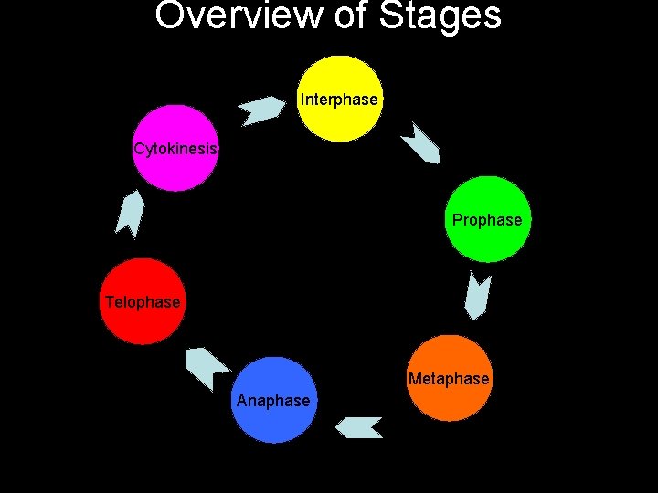 Overview of Stages Interphase Cytokinesis Prophase Telophase Metaphase Anaphase 