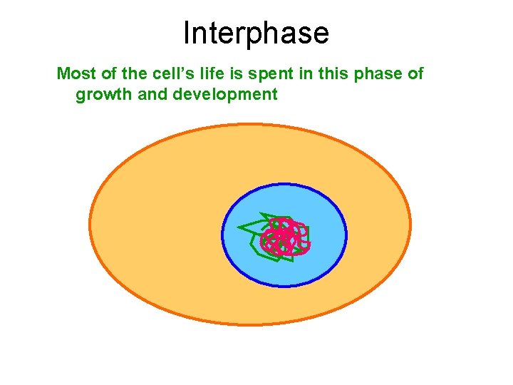 Interphase Most of the cell’s life is spent in this phase of growth and