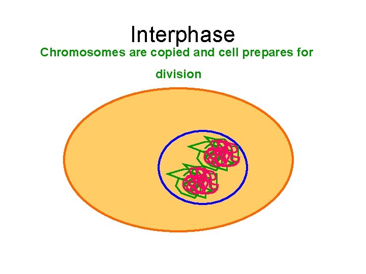 Interphase Chromosomes are copied and cell prepares for division 