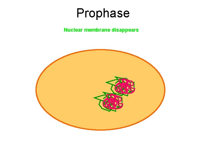 Prophase Nuclear membrane disappears 