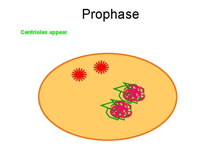 Prophase Centrioles appear 