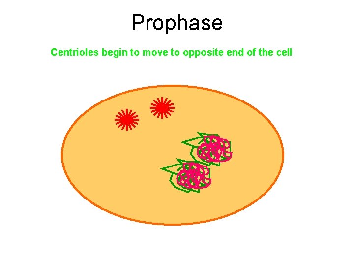 Prophase Centrioles begin to move to opposite end of the cell 
