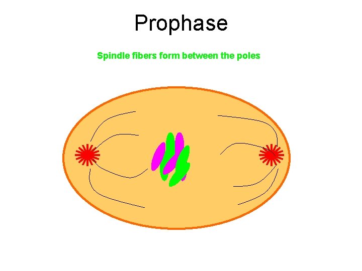 Prophase Spindle fibers form between the poles 