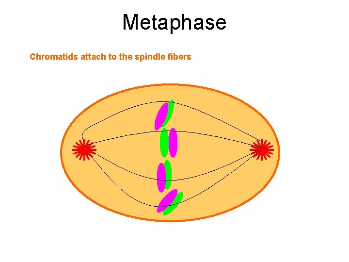 Metaphase Chromatids attach to the spindle fibers 