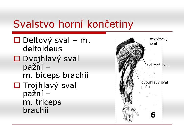 Svalstvo horní končetiny o Deltový sval – m. deltoideus o Dvojhlavý sval pažní –