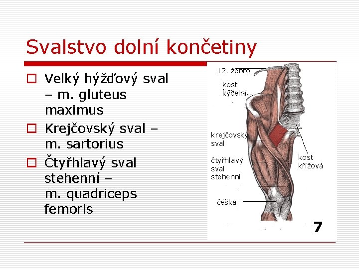 Svalstvo dolní končetiny o Velký hýžďový sval – m. gluteus maximus o Krejčovský sval