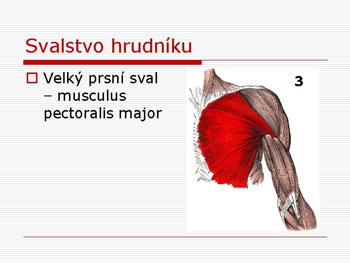 Svalstvo hrudníku o Velký prsní sval – musculus pectoralis major 3 