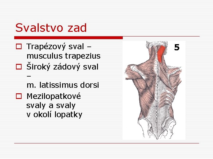 Svalstvo zad o Trapézový sval – musculus trapezius o Široký zádový sval – m.