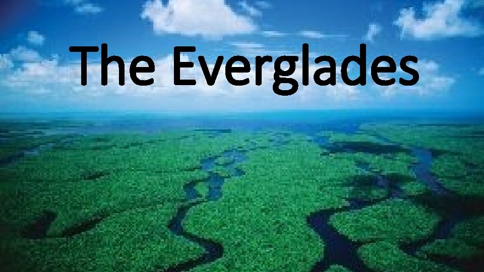 The Everglades 