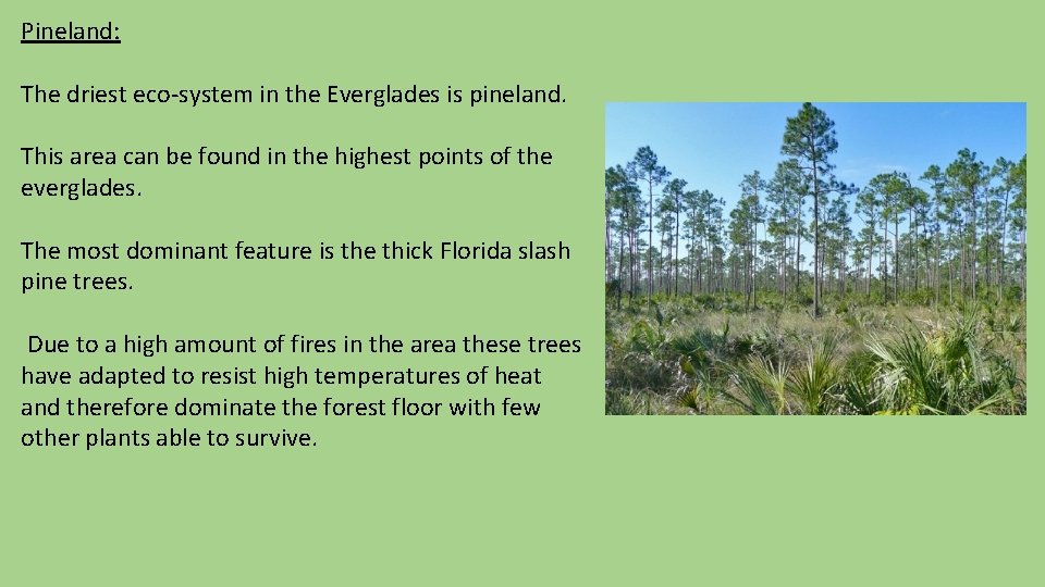 Pineland: The driest eco-system in the Everglades is pineland. This area can be found