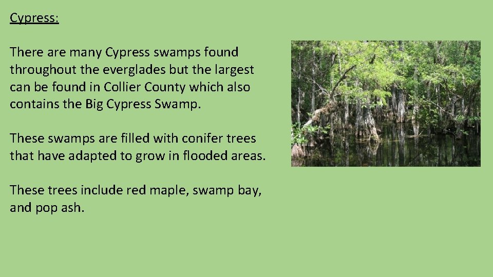 Cypress: There are many Cypress swamps found throughout the everglades but the largest can