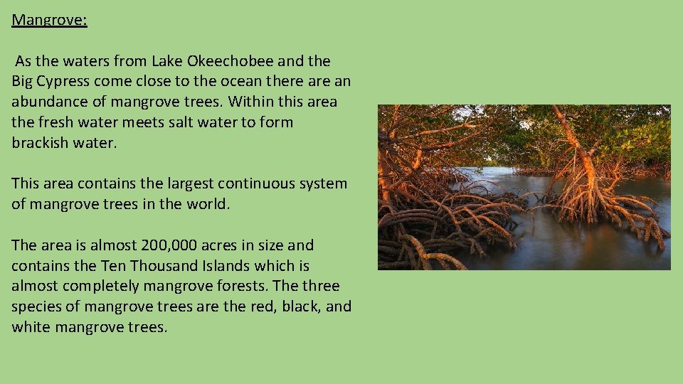 Mangrove: As the waters from Lake Okeechobee and the Big Cypress come close to