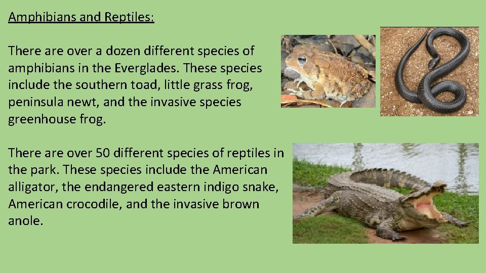 Amphibians and Reptiles: There are over a dozen different species of amphibians in the