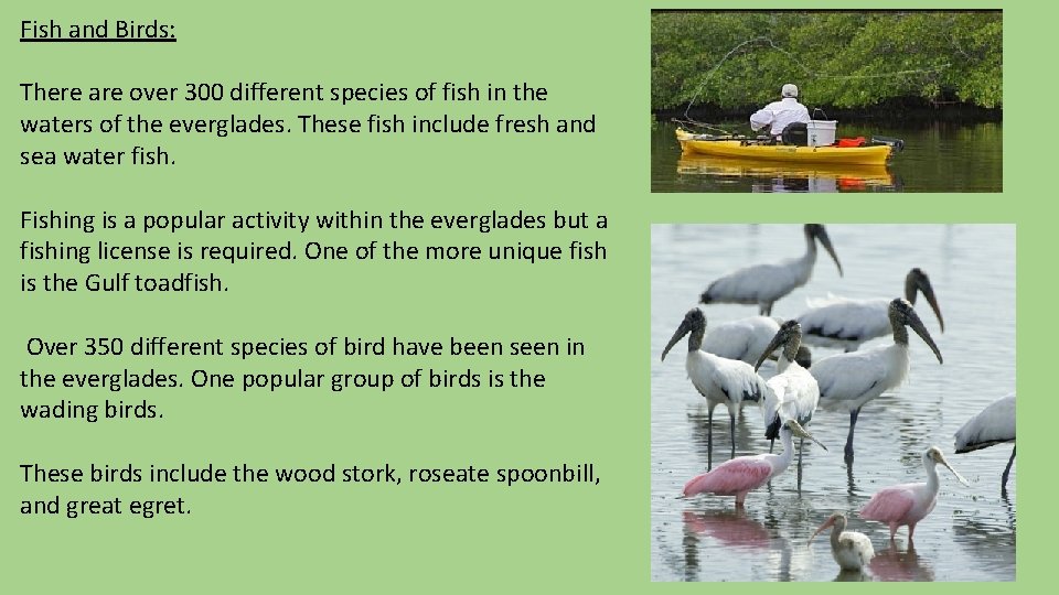 Fish and Birds: There are over 300 different species of fish in the waters