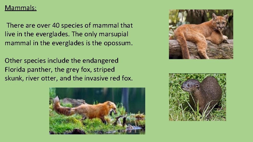 Mammals: There are over 40 species of mammal that live in the everglades. The