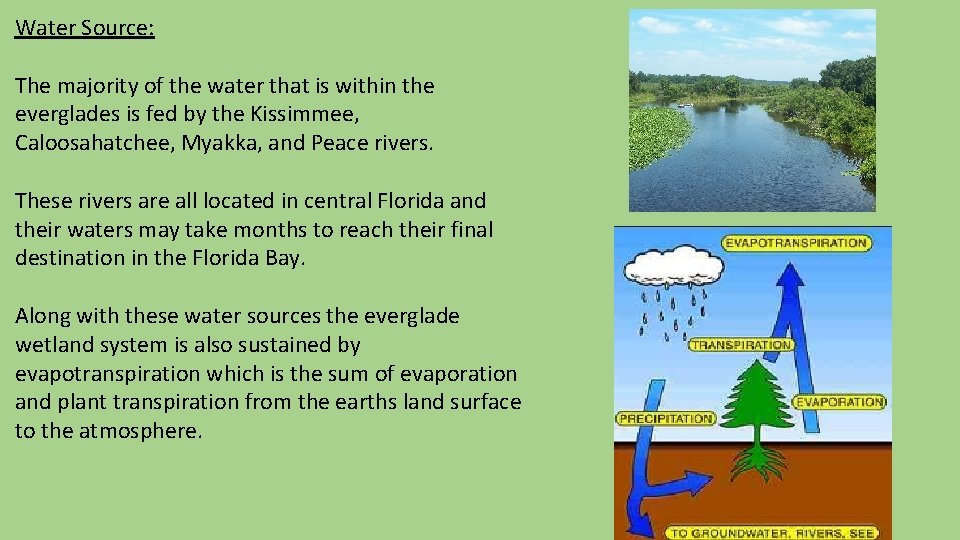 Water Source: The majority of the water that is within the everglades is fed