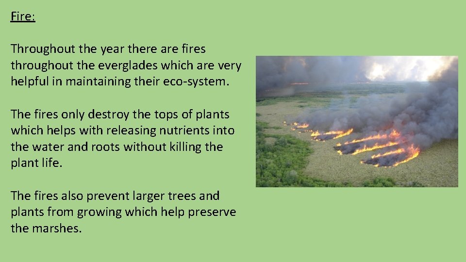 Fire: Throughout the year there are fires throughout the everglades which are very helpful