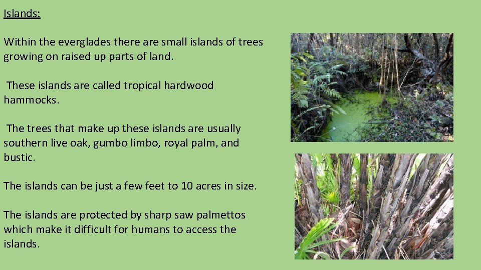 Islands: Within the everglades there are small islands of trees growing on raised up