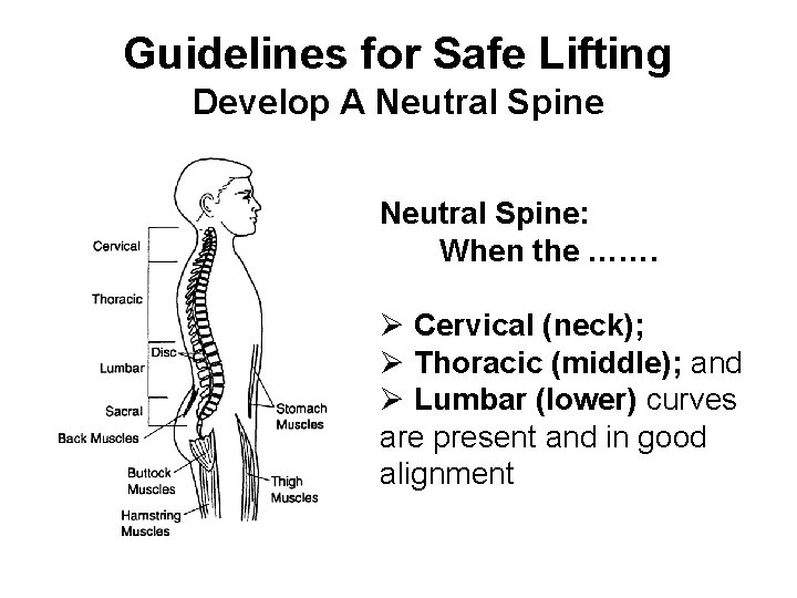 Guidelines for Safe Lifting Develop A Neutral Spine: When the ……. Ø Cervical (neck);