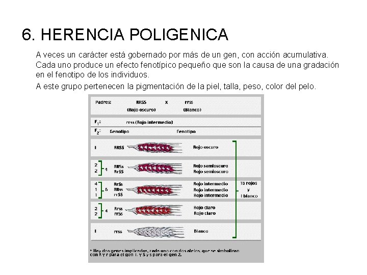 6. HERENCIA POLIGENICA A veces un carácter está gobernado por más de un gen,