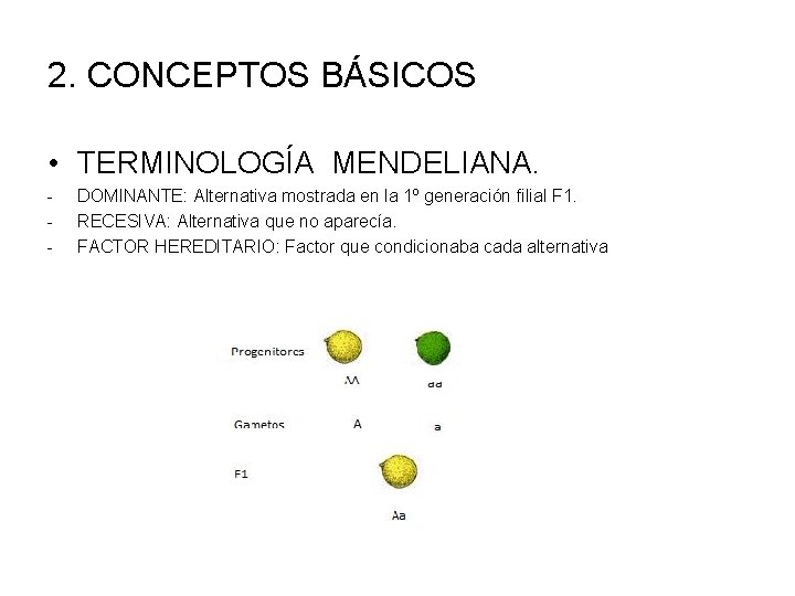 2. CONCEPTOS BÁSICOS • TERMINOLOGÍA MENDELIANA. - DOMINANTE: Alternativa mostrada en la 1º generación