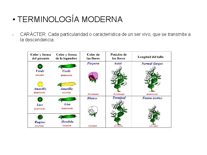  • TERMINOLOGÍA MODERNA - CARÁCTER: Cada particularidad o característica de un ser vivo,