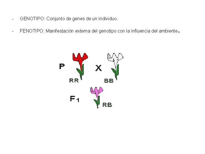 - GENOTIPO: Conjunto de genes de un individuo. - FENOTIPO: Manifestación externa del genotipo