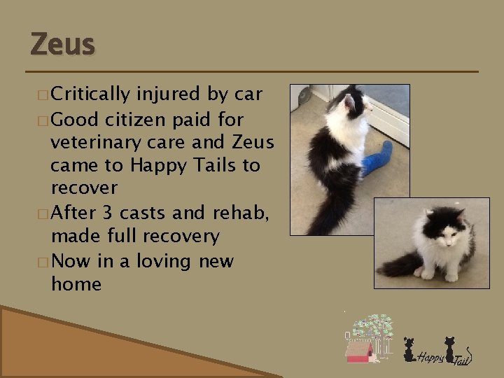 Zeus � Critically injured by car � Good citizen paid for veterinary care and