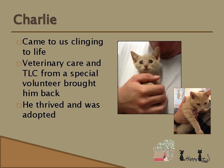 Charlie � Came to us clinging to life � Veterinary care and TLC from