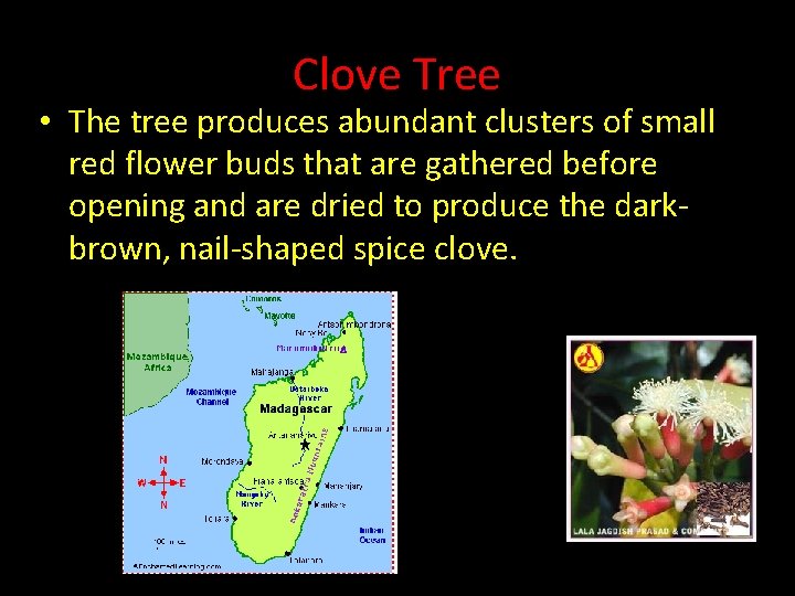 Clove Tree • The tree produces abundant clusters of small red flower buds that