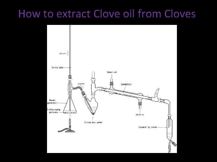 How to extract Clove oil from Cloves 