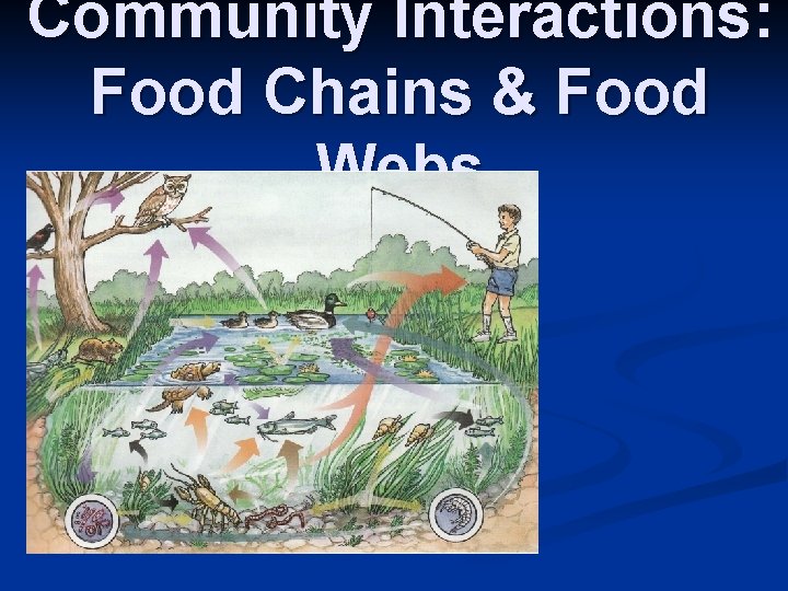 Community Interactions: Food Chains & Food Webs 