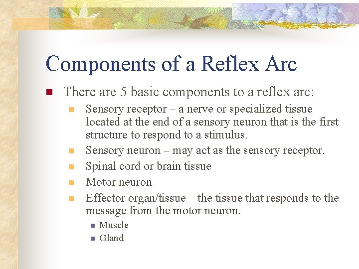 Components of a Reflex Arc n There are 5 basic components to a reflex