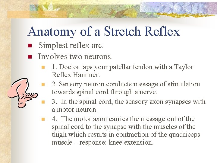 Anatomy of a Stretch Reflex n n Simplest reflex arc. Involves two neurons. n