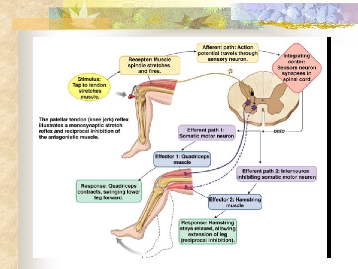 Anatomy of a Stretch Reflex 