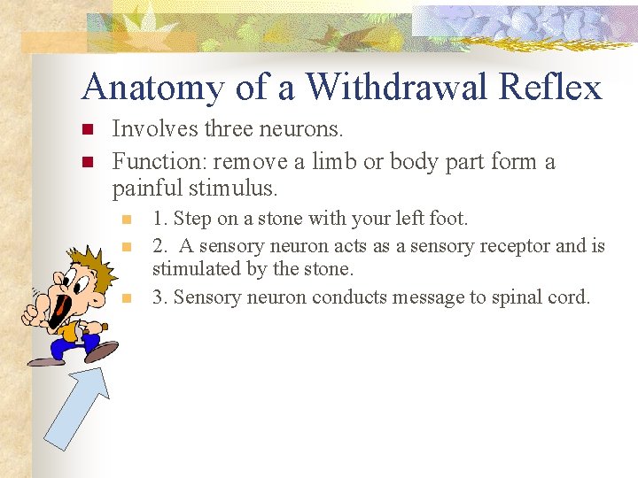 Anatomy of a Withdrawal Reflex n n Involves three neurons. Function: remove a limb