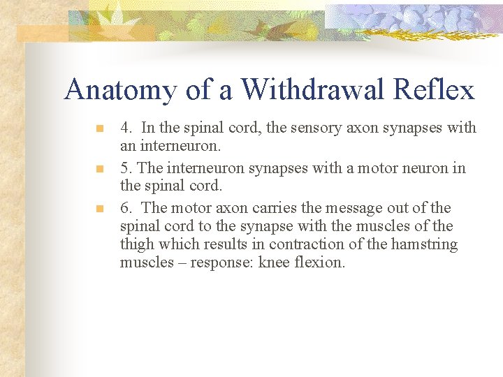 Anatomy of a Withdrawal Reflex n n n 4. In the spinal cord, the