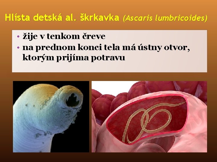 Hlísta detská al. škrkavka (Ascaris lumbricoides) • žije v tenkom čreve • na prednom