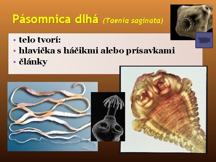 Pásomnica dlhá (Taenia saginata) • telo tvorí: • hlavička s háčikmi alebo prísavkami •
