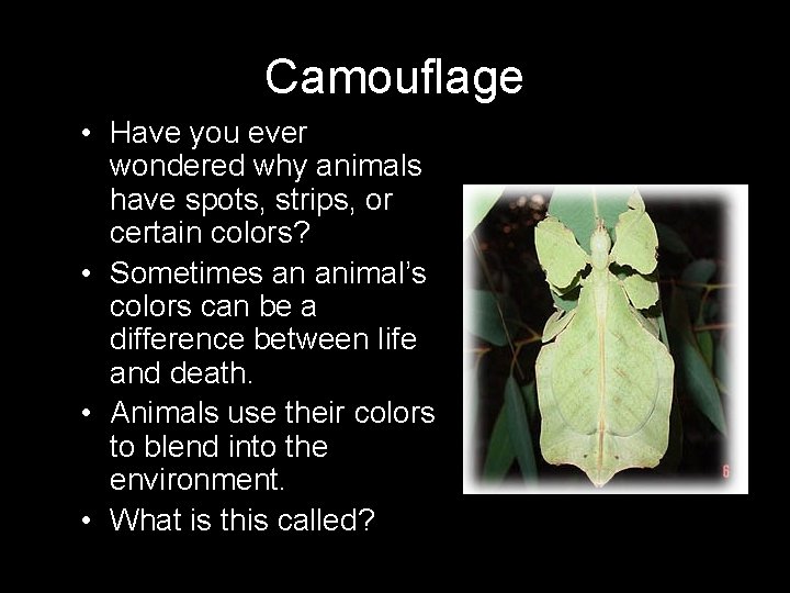 Camouflage • Have you ever wondered why animals have spots, strips, or certain colors?