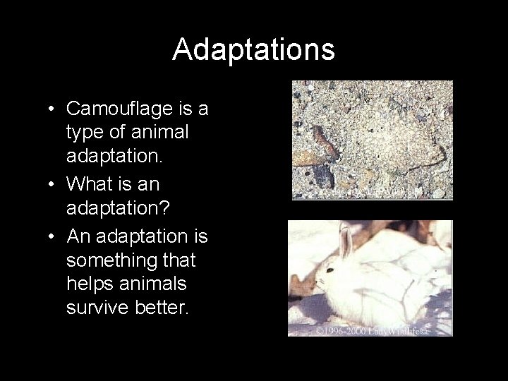 Adaptations • Camouflage is a type of animal adaptation. • What is an adaptation?