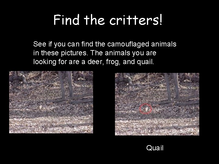 Find the critters! See if you can find the camouflaged animals in these pictures.