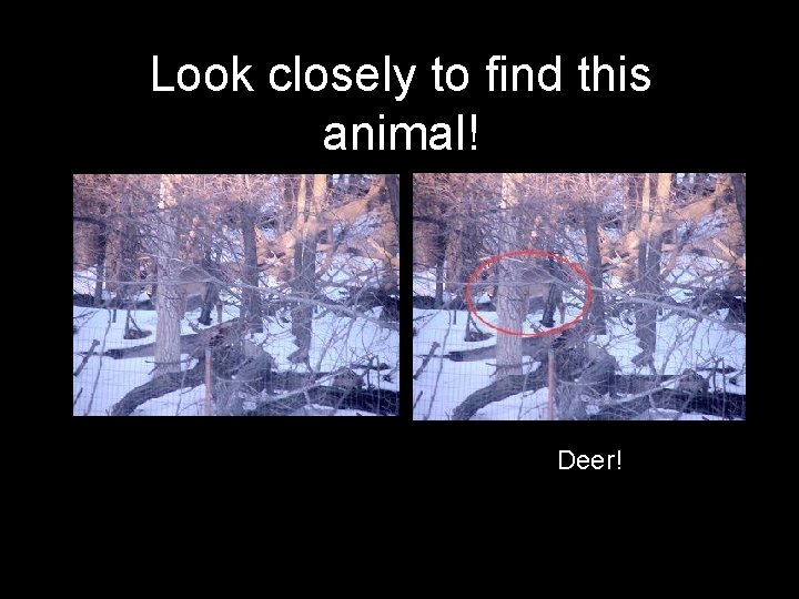 Look closely to find this animal! Deer! 