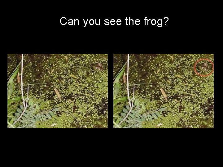 Can you see the frog? 