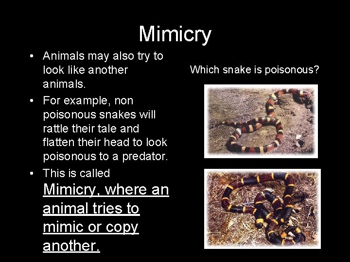 Mimicry • Animals may also try to look like another animals. • For example,