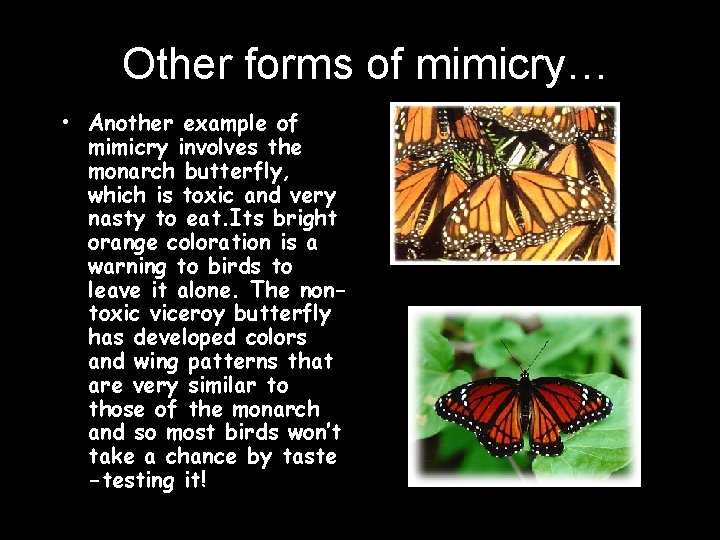 Other forms of mimicry… • Another example of mimicry involves the monarch butterfly, which