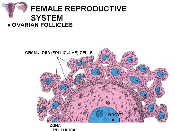 FEMALE REPRODUCTIVE SYSTEM OVARIAN FOLLICLES GRANULOSA (FOLLICULAR) CELLS OOCYT E ZONA 