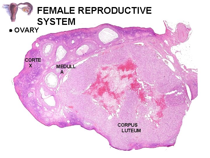 FEMALE REPRODUCTIVE SYSTEM OVARY CORTE X MEDULL A CORPUS LUTEUM 