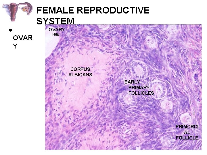 FEMALE REPRODUCTIVE SYSTEM OVARY OVAR Y H&E CORPUS ALBICANS EARLY PRIMARY FOLLICLES PRIMORDI AL
